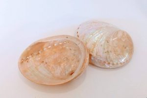 mother of pearl abalone shell